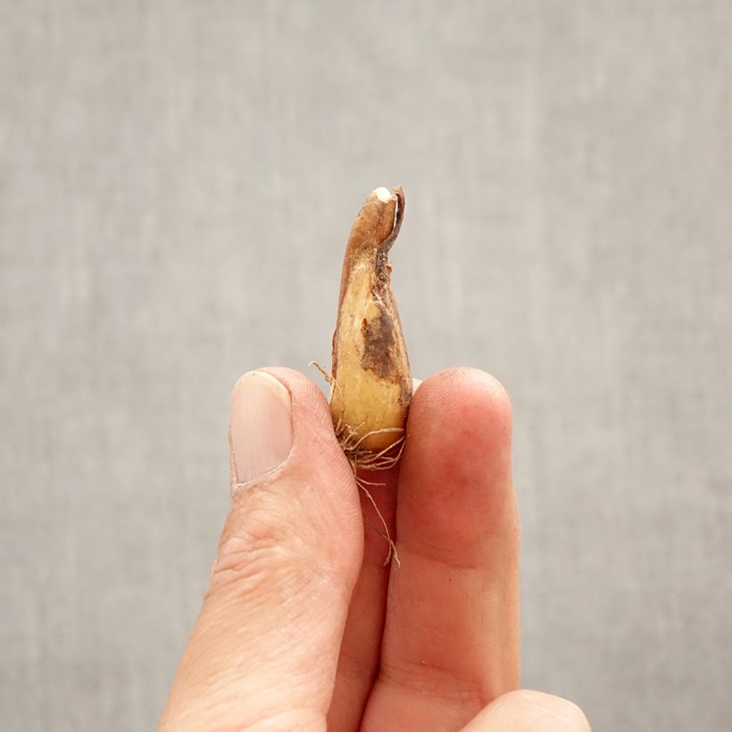 Erythronium tuolumnense White Beauty Bulbo taglia I esemplare consegnato in primavera