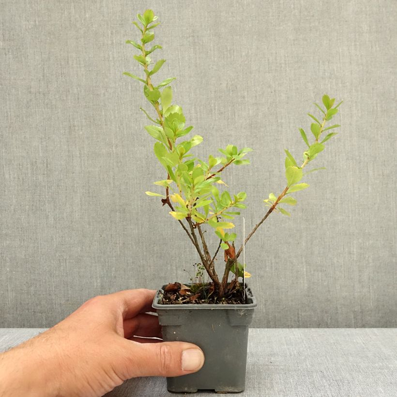 Escallonia Apple Blossom Vasetto da 8/9 cm esemplare consegnato in primavera