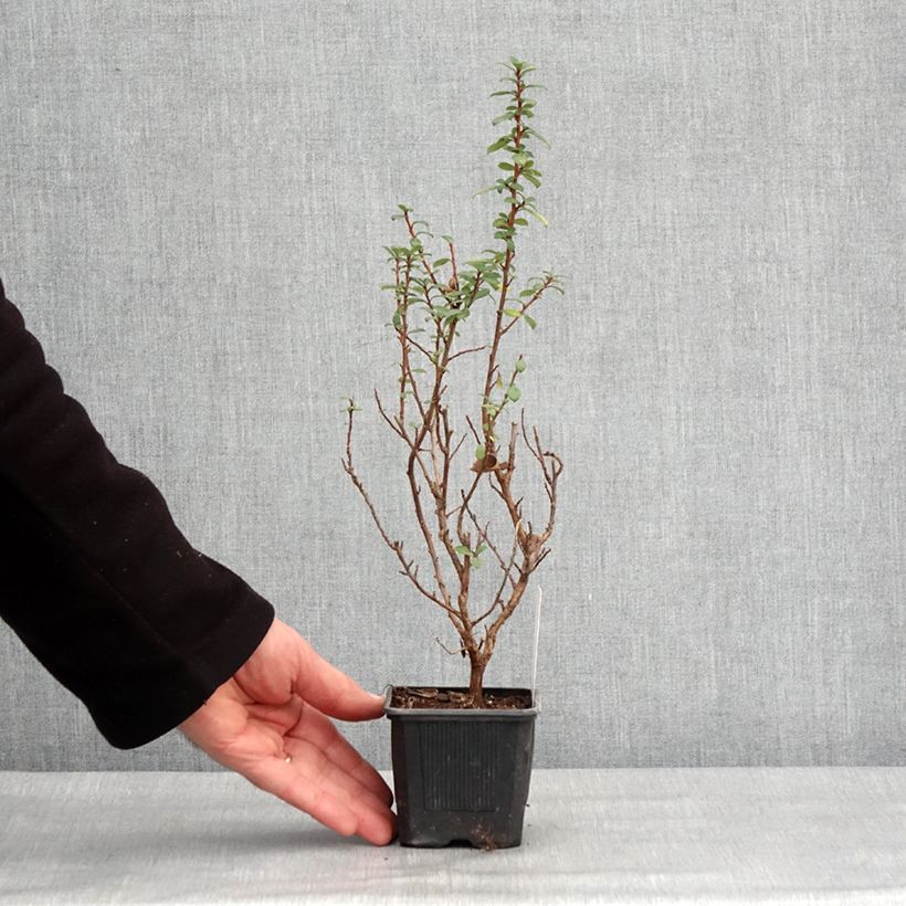 Escallonia compacta Coccinea Godet de 8/9 cm esemplare consegnato in inverno