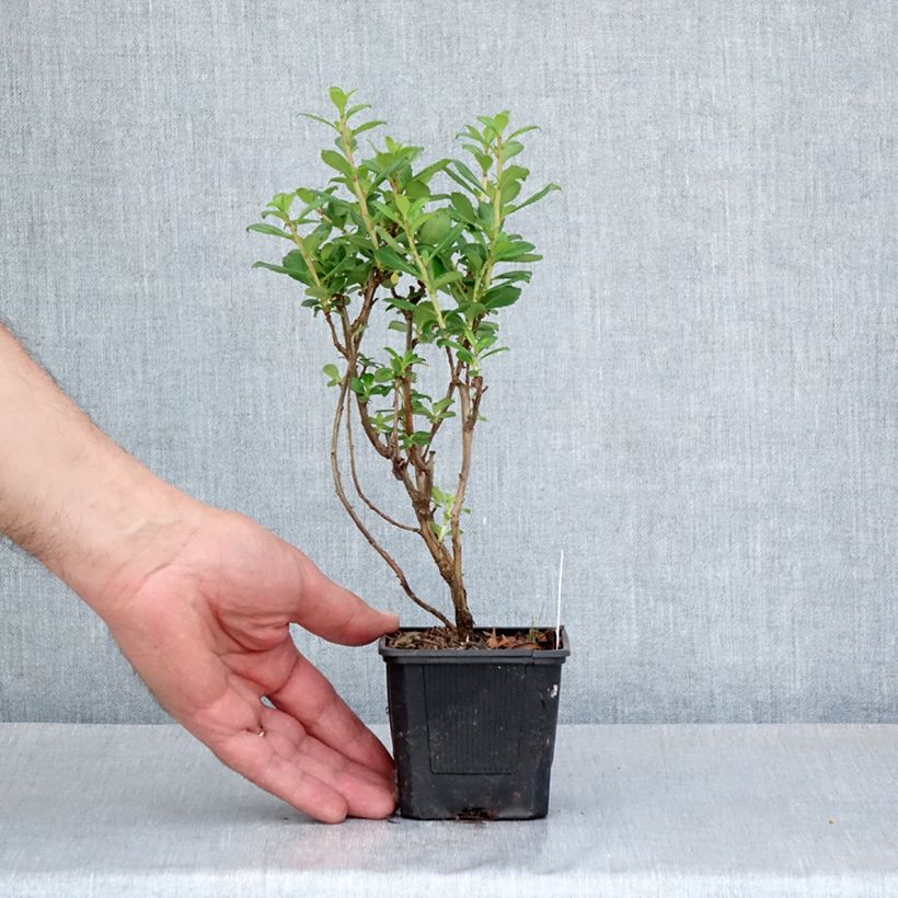 Escallonia compacta Coccinea Vasetto da 8/9 cm esemplare consegnato in primavera