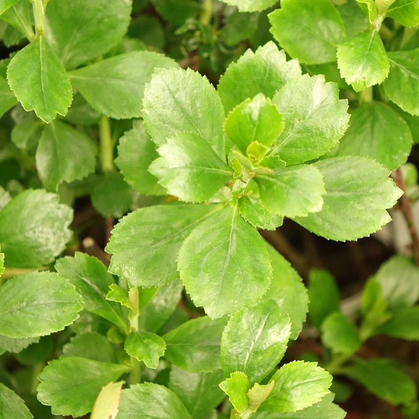 Escallonia Donard Radiance (Fogliame)