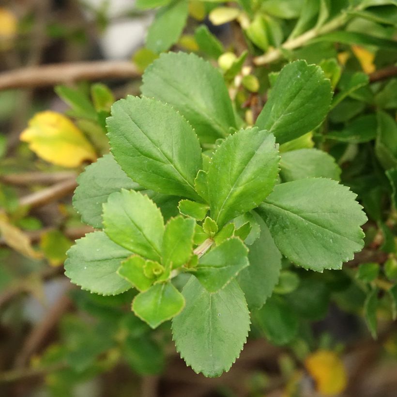 Escallonia Donard Seedling (Fogliame)