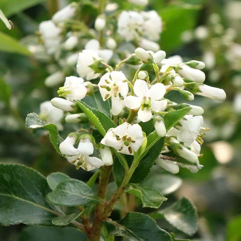 Escallonia Iveyi (Fioritura)