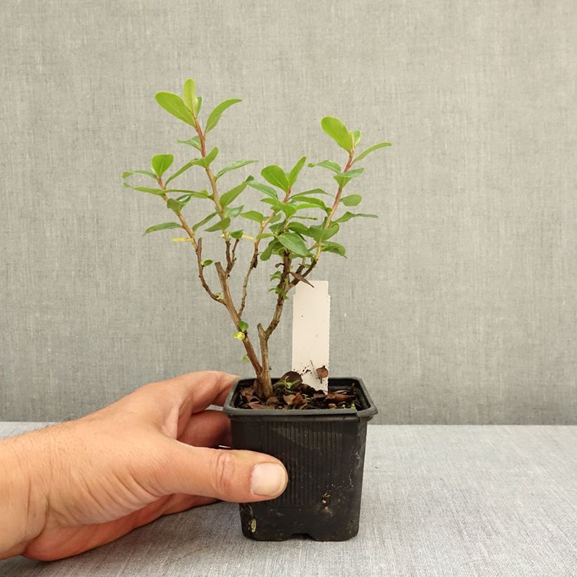 Escallonia Iveyi Vasetto da 8/9 cm esemplare consegnato in primavera