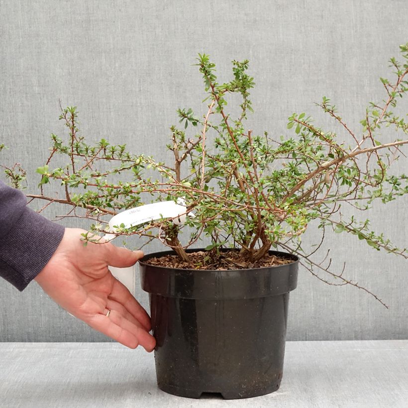 Escallonia Pinky Carpet Vaso da 3L/4L esemplare consegnato in primavera