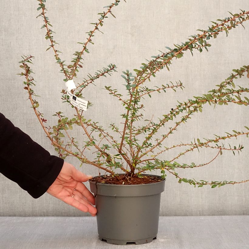 Escallonia Red Elf Vaso da 3L/4L esemplare consegnato in inverno