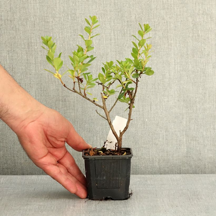 Escallonia rubra var. Macrantha Crimson Spire Vasetto da 8/9 cm esemplare consegnato in primavera