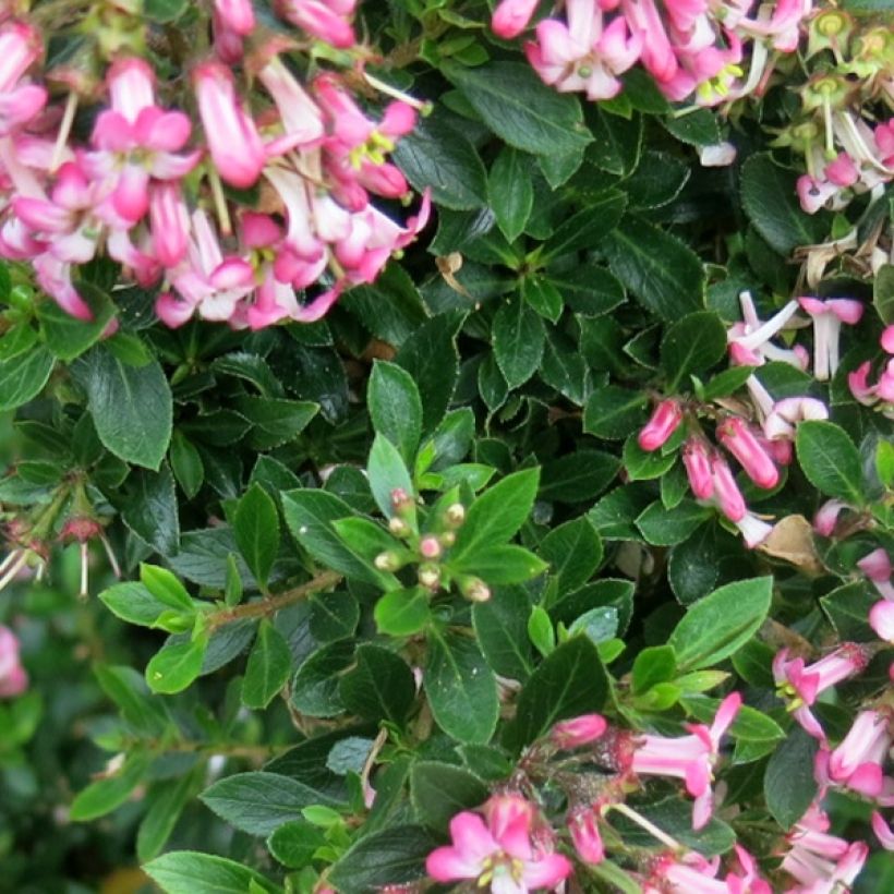 Escallonia Show Stopper (Foliage)