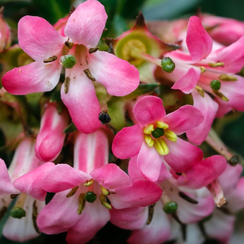 Escallonia Show Stopper (Flowering)