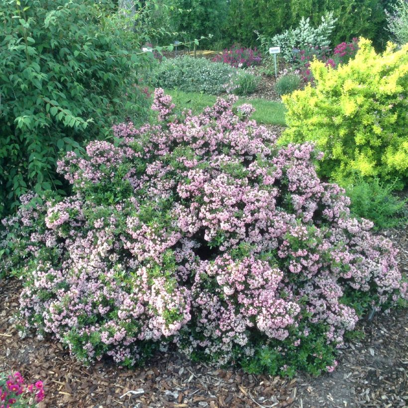 Escallonia Show Stopper (Plant habit)