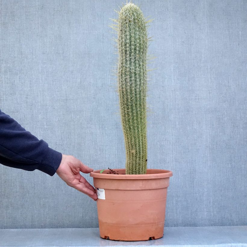 Example of Espostoa lanata - Cactus lanato Vaso da 7,5L/10L as you get in printemps