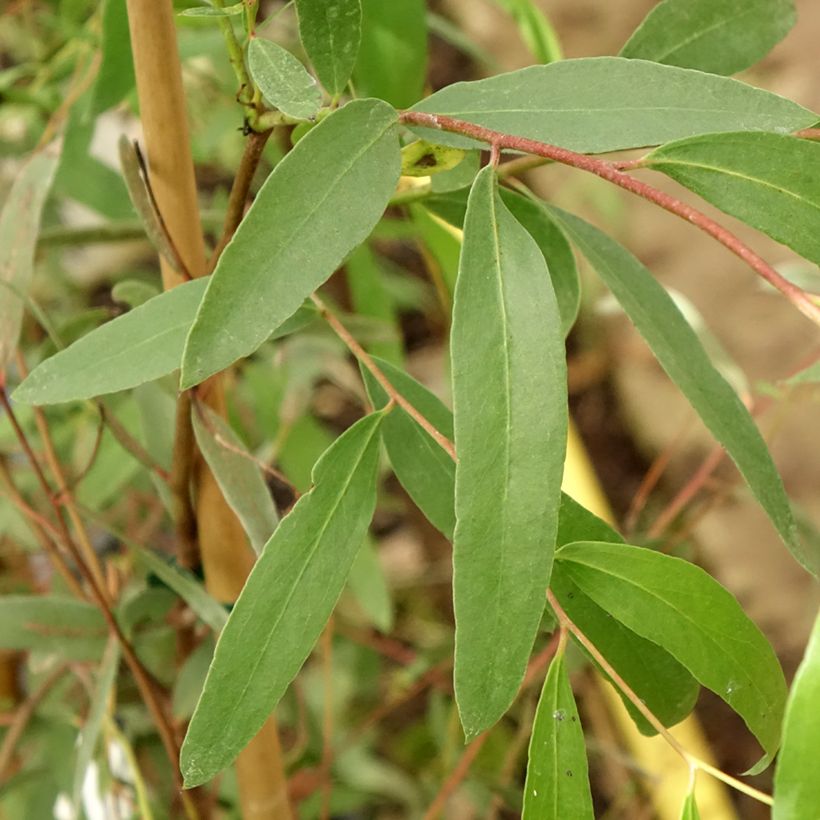 Eucalyptus aggregata - Eucalipto (Foliage)