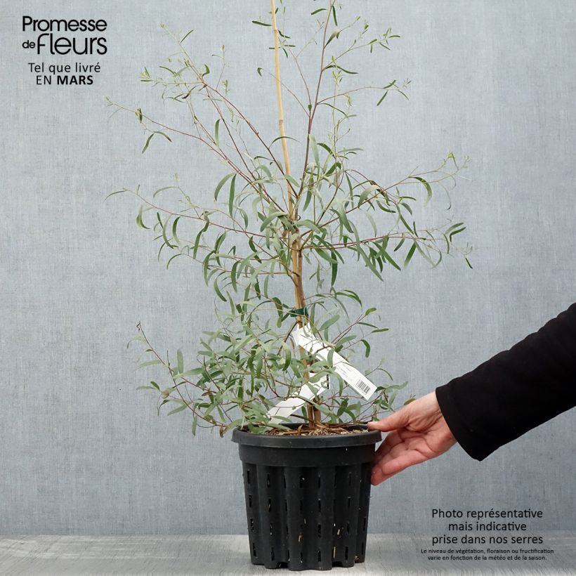 Example of Eucalyptus aggregata - Eucalipto Vaso da 4L/5L as you get in printemps