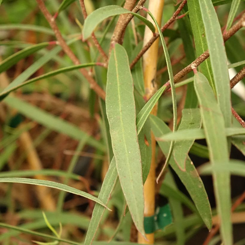 Eucalyptus apiculata - Eucalipto (Foliage)