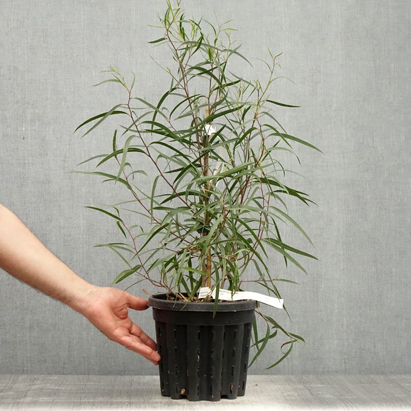 Example of Eucalyptus apiculata - Eucalipto Vaso da 4L/5L as you get in printemps