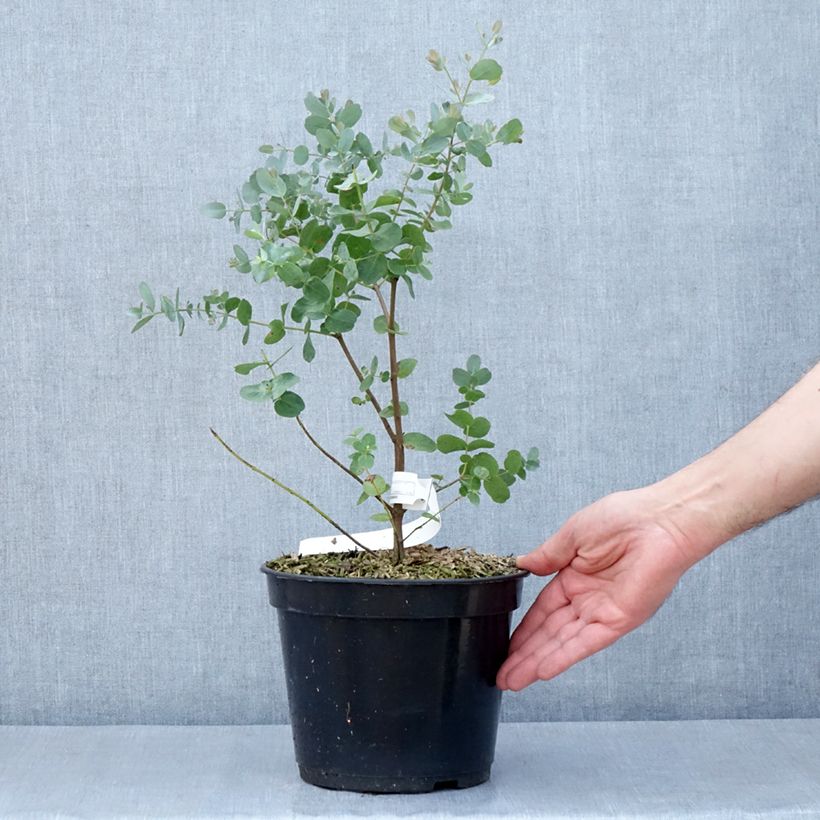 Example of Eucalyptus archeri - Eucalipto Vaso da 4L/5L as you get in printemps
