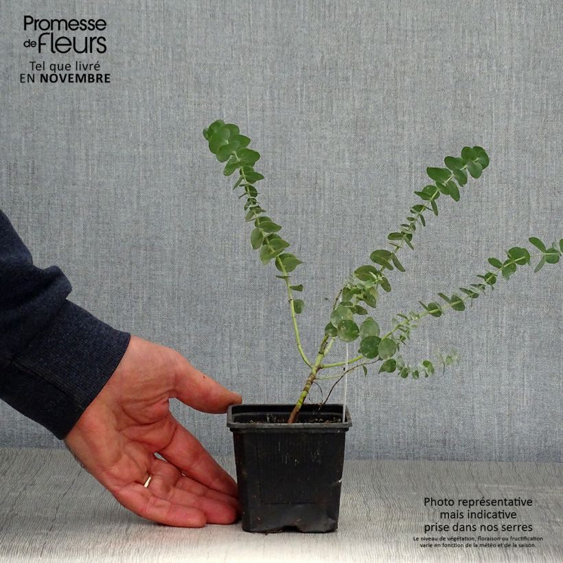 Esemplare di Eucalyptus Baby Blue - Gommier argenté Godet de 8/9 cm come consegnato in autunno