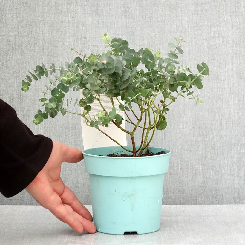 Eucalyptus Baby Blue - Gommier argenté Pot de 1L/1,5L esemplare consegnato in inverno