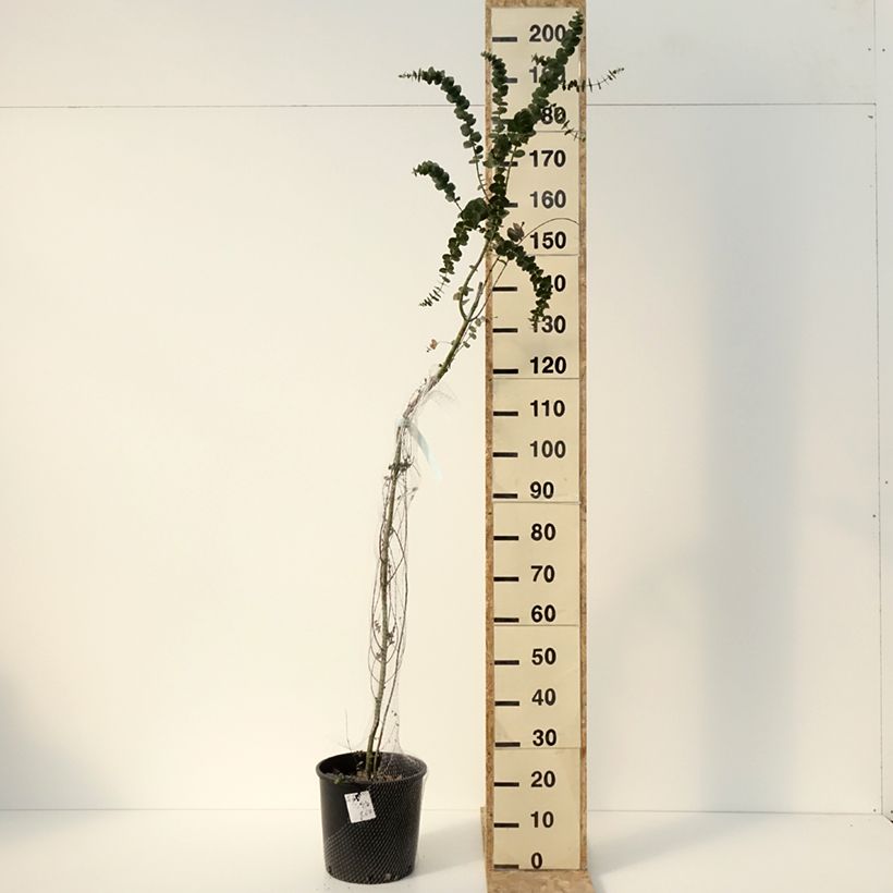 Eucalyptus Baby Blue - Gommier argenté Pot de 7,5L/10L esemplare consegnato in inverno