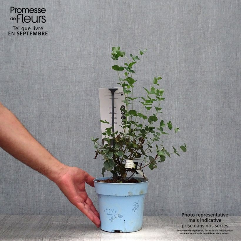 Esemplare di Eucalyptus pulverulenta Baby Blue - Eucalipto Vaso da 2L/3L come consegnato in autunno