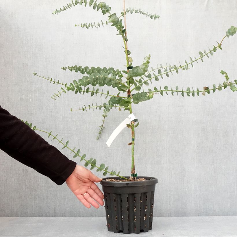 Eucalyptus pulverulenta Baby Blue - Eucalipto Vaso da 4L/5L esemplare consegnato in inverno