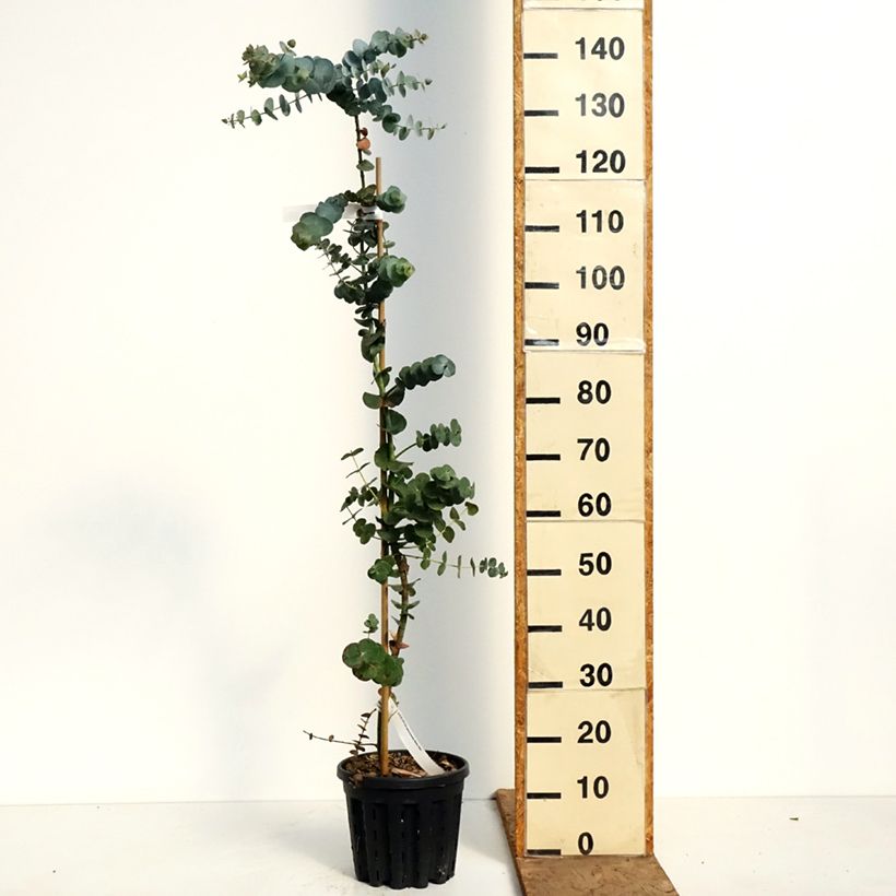 Eucalyptus pulverulenta Baby Blue - Eucalipto Vaso da 4L/5L esemplare consegnato in primavera