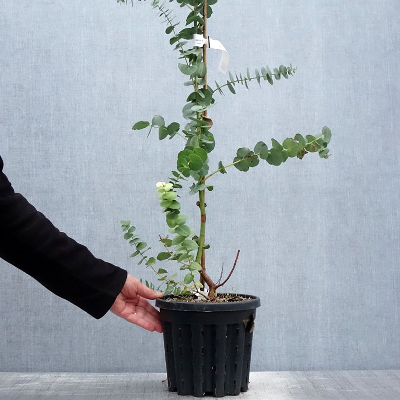 Example of Eucalyptus bridgesiana - Eucalipto Vaso da 4L/5L as you get in printemps