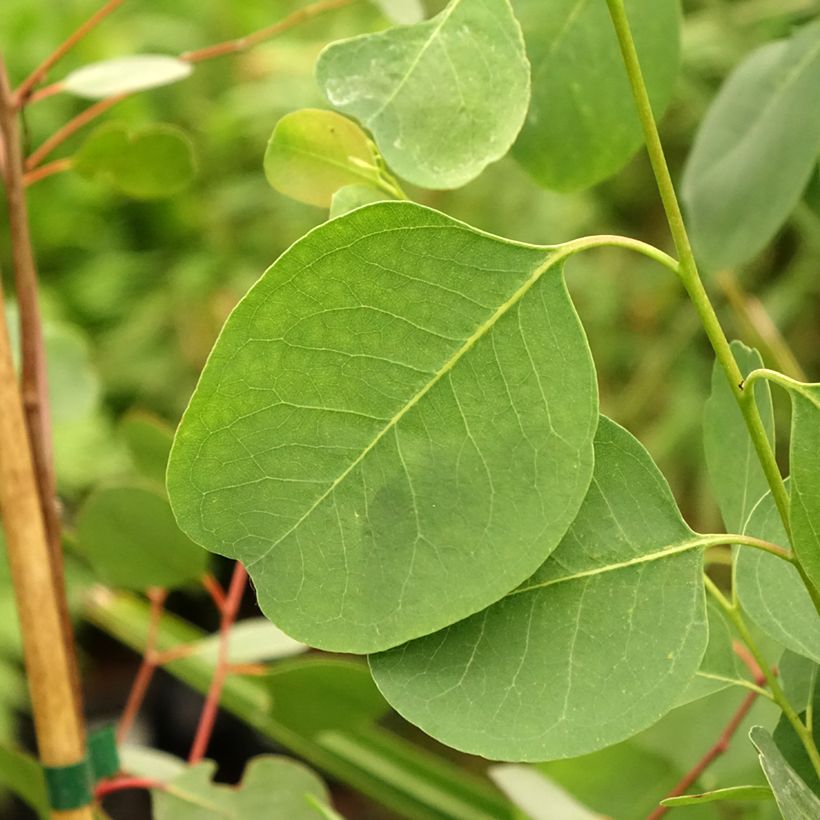 Eucalyptus camphora subsp camphora - Eucalipto (Foliage)