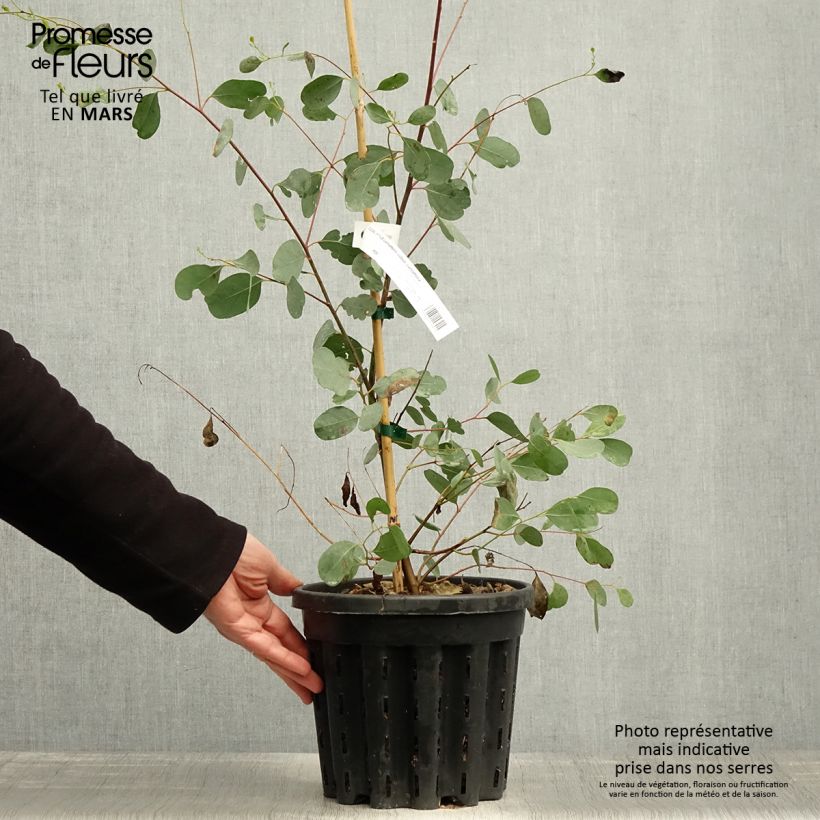 Example of Eucalyptus camphora subsp camphora - Eucalipto Vaso da 4L/5L as you get in printemps