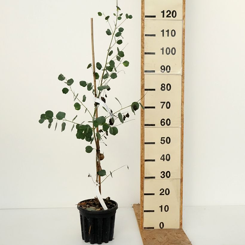 Esemplare di Eucalyptus camphora subsp camphora - Eucalipto Vaso da 4L/5L come consegnato in autunno