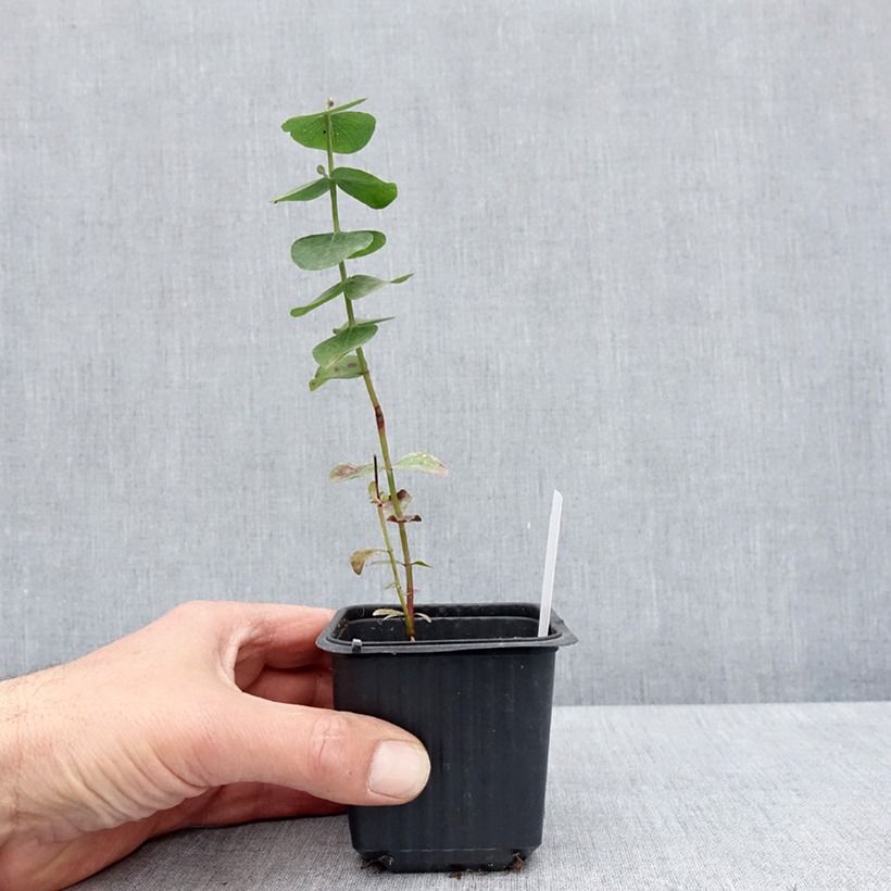 Example of Eucalyptus cinerea Silver Dollar - Eucalipto Vasetto da 8/9 cm as you get in printemps