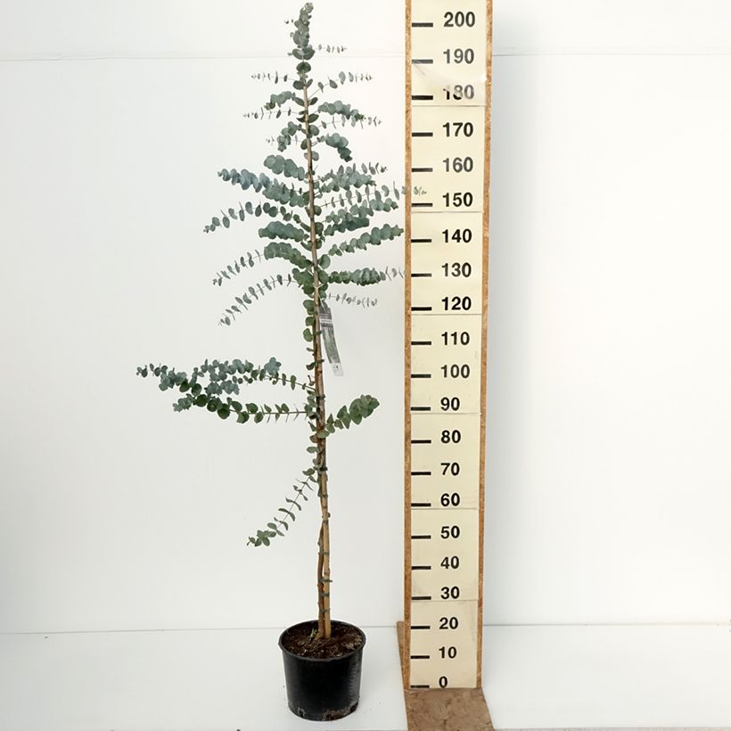 Example of Eucalyptus cinerea Silver Dollar - Eucalipto Vaso da 7,5L/10L as you get in hiver