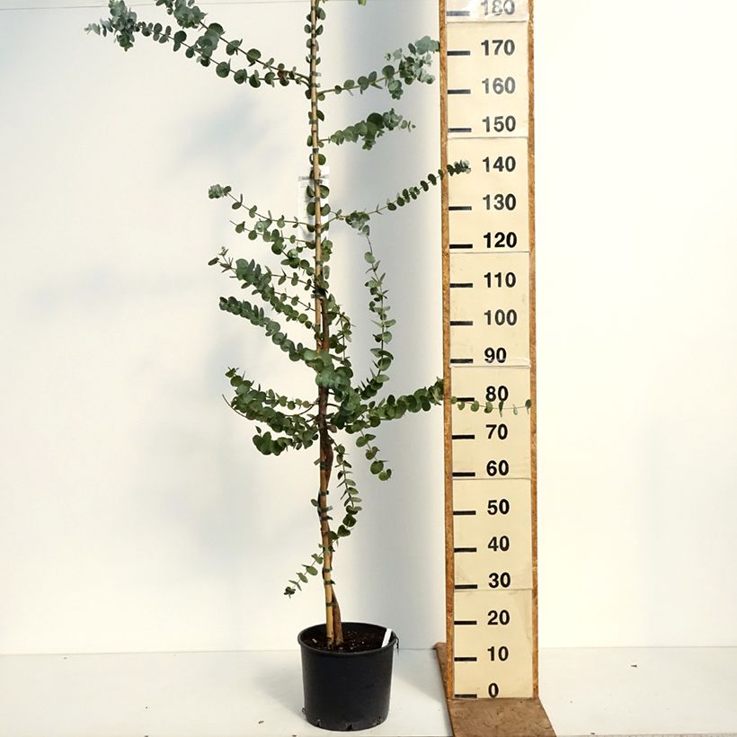 Eucalyptus cinerea Silver Dollar - Eucalipto Vaso da 7,5L/10L esemplare consegnato in primavera