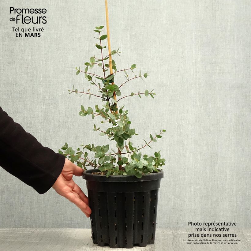 Example of Eucalyptus coccifera Mt Field - Eucalipto Vaso da 4L/5L as you get in printemps