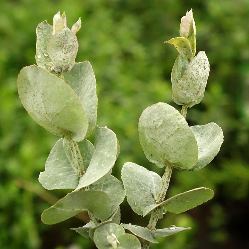 Eucalyptus cordata subsp quadrangulosa - Eucalipto (Fogliame)