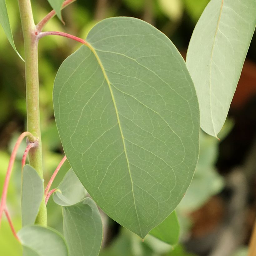 Eucalyptus delegatensis subsp. tasmaniensi - Eucalipto (Foliage)