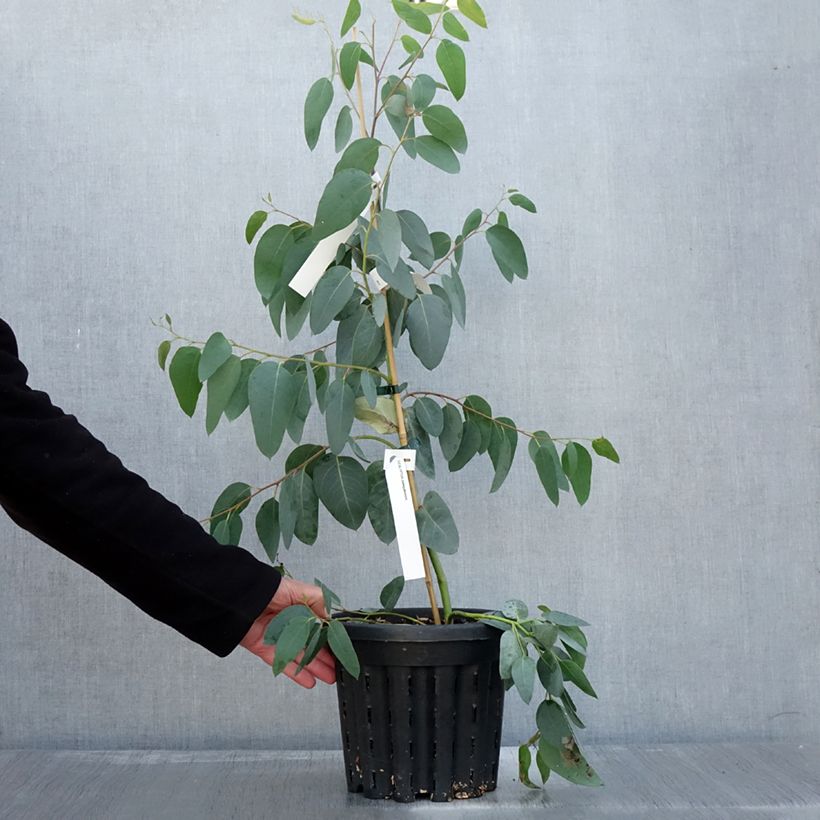 Esemplare di Eucalyptus delegatensis subsp. tasmaniensis  Pot de 4L/5L, Pot anti-chignon come consegnato in autunno