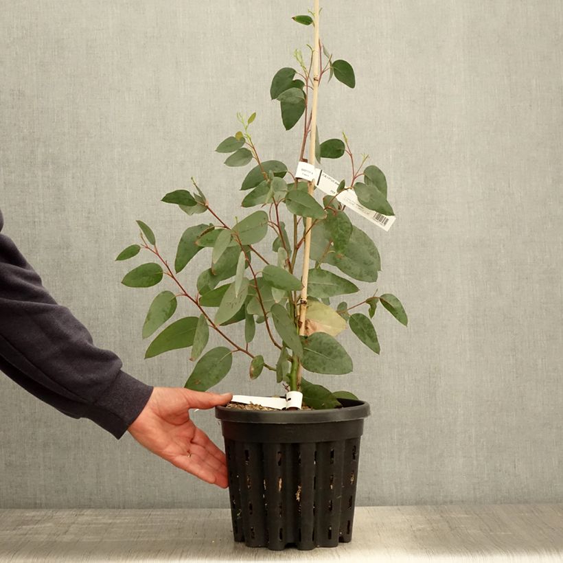 Example of Eucalyptus delegatensis subsp. tasmaniensi - Eucalipto Vaso da 4L/5L as you get in printemps