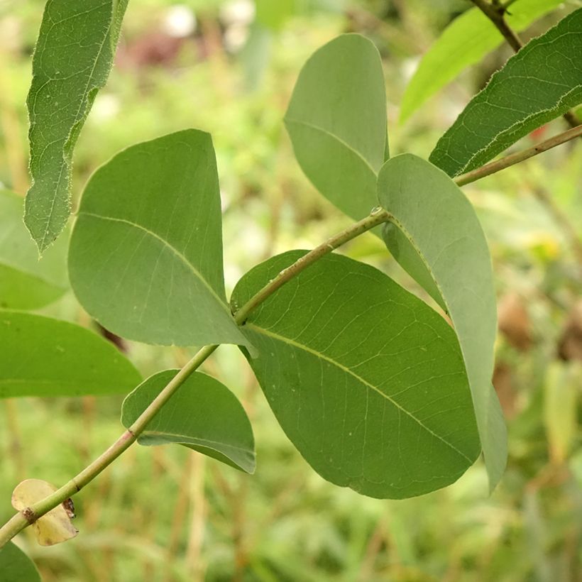 Eucalyptus elliptica - Eucalipto (Foliage)