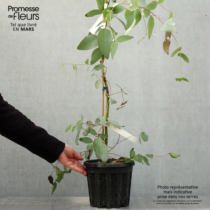 Example of Eucalyptus elliptica - Eucalipto Vaso da 4L/5L as you get in printemps