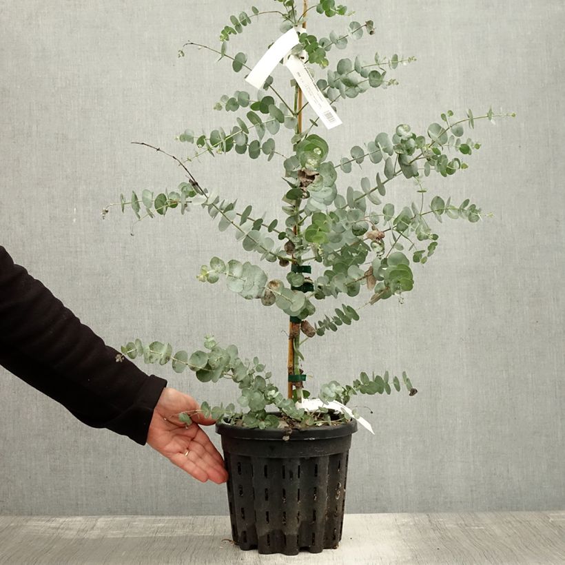 Esemplare di Eucalyptus glaucescens Guthega - Gommier Tingiringi Pot de 4L/5L, Pot anti-chignon come consegnato in autunno