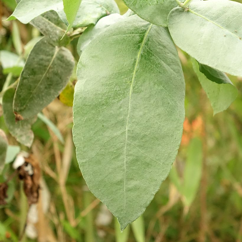 Eucalyptus globulus subsp. bicostata - Eucalipto (Foliage)