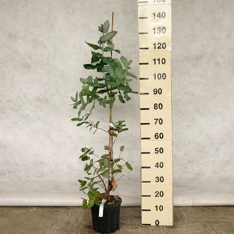 Example of Eucalyptus globulus subsp. bicostata - Eucalipto Vaso da 4L/5L as you get in printemps