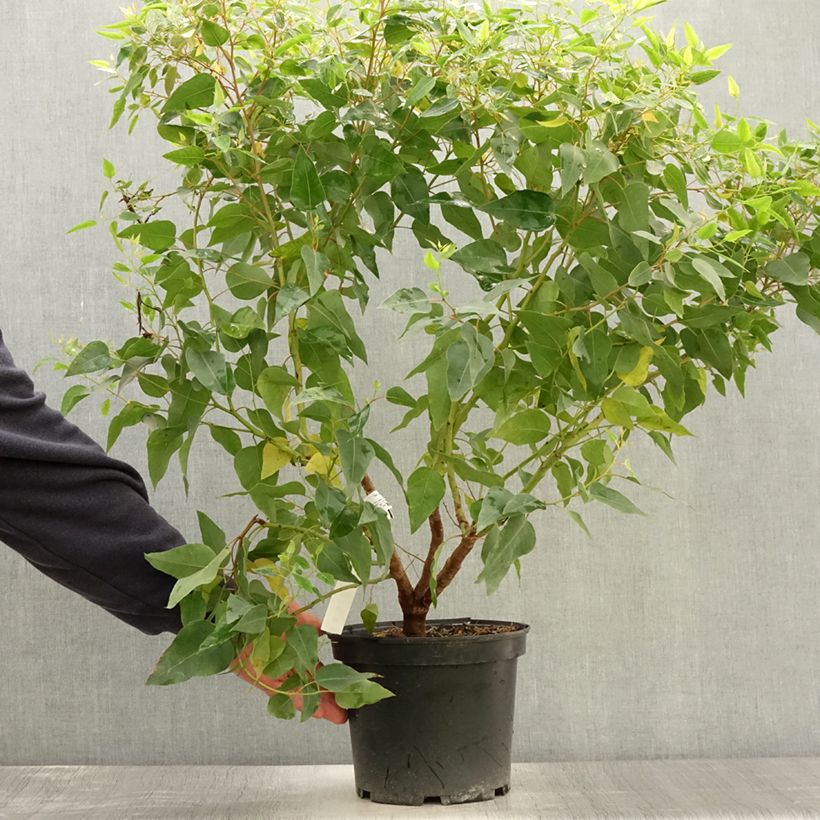 Example of Eucalyptus (x) gomphocephala Kaduri-KKL - Eucalipto Vaso da 6L/7L as you get in ete