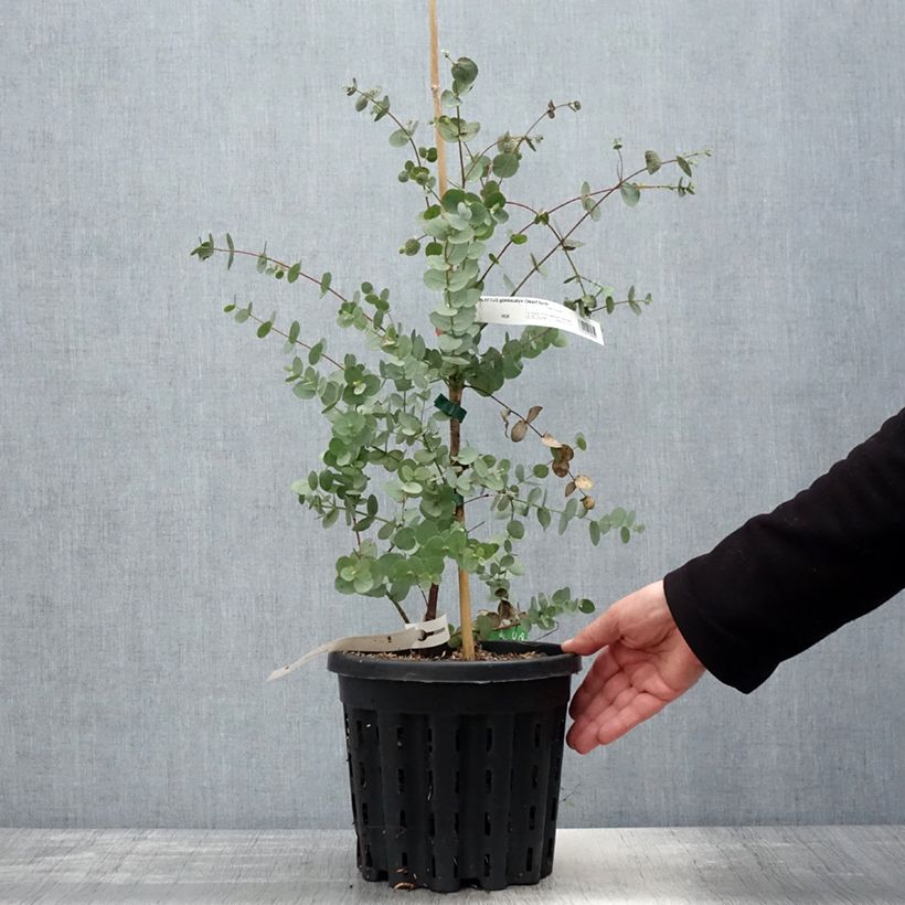 Eucalyptus goniocalyx Dwarf form - Eucalipto Vaso da 4L/5L esemplare consegnato in primavera