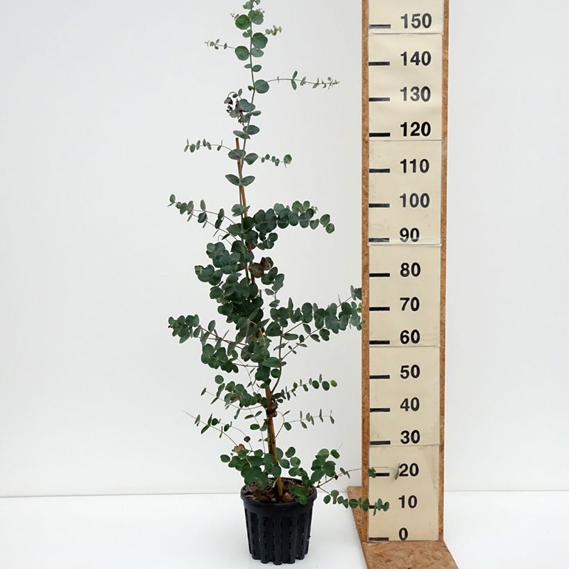 Esemplare di Eucalyptus goniocalyx Dwarf form - Eucalipto Vaso da 4L/5L come consegnato in autunno