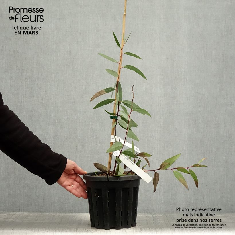 Example of Eucalyptus gregsoniana - Eucalipto Vaso da 3L/4L as you get in printemps
