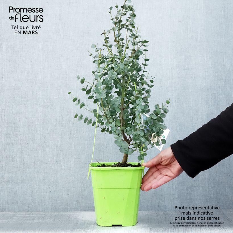 Eucalyptus gunnii Azura Cagire - Eucalipto Vaso da 3L/4L esemplare consegnato in primavera