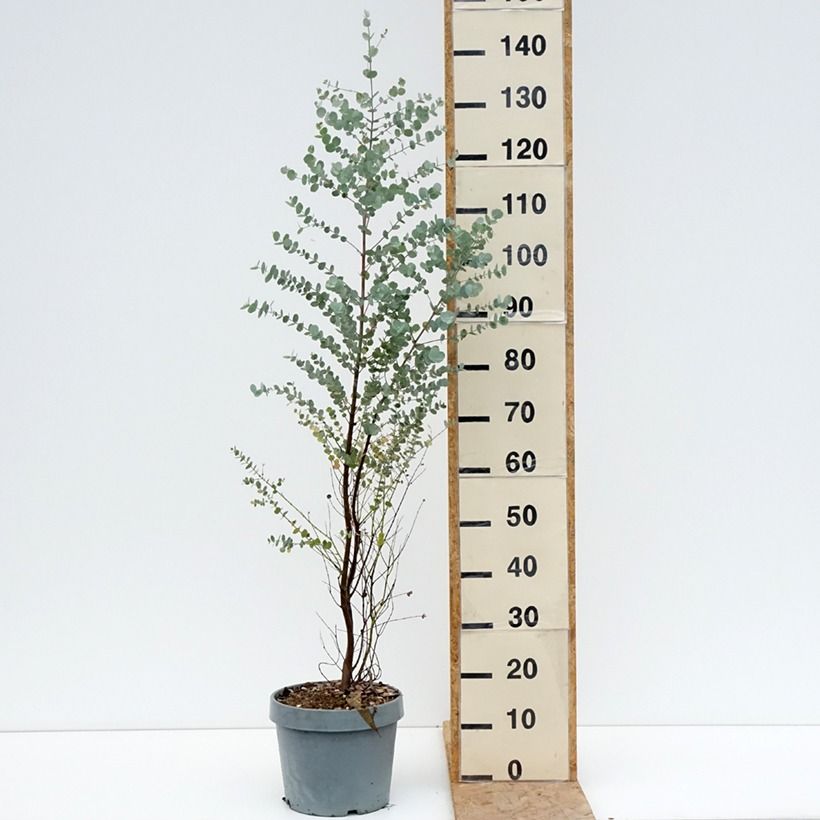 Esemplare di Eucalyptus gunnii Azura Cagire - Eucalipto Vaso da 6L/7L consegnato in estate