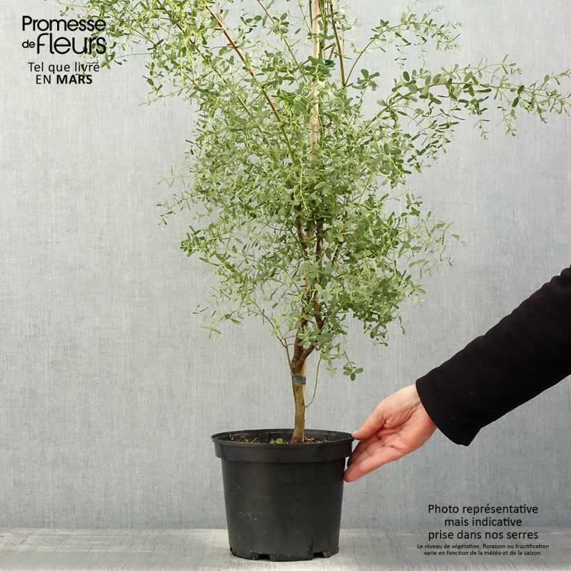 Example of Eucalyptus gunnii France Bleu Rengun - Eucalipto Vaso da 3L/4L as you get in printemps